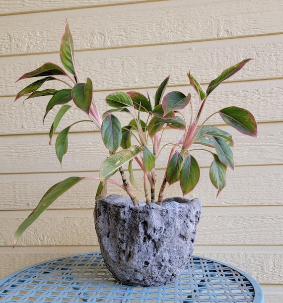 anthurium andraeanum Anthurium Andraeanum – THE GARDEN CENTRE