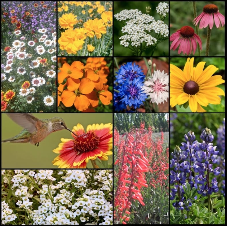 Butterfly and Hummingbird Wildflower Seed Mix Annuals & Etsy