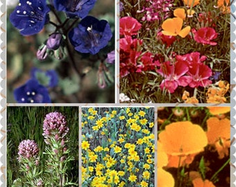 Wildflower Seeds, Gorgeous California Poppies, California Bluebells, Red Poppies, Scarlet Flax,  Wildflower Seed Mix, Choose Your Quantity