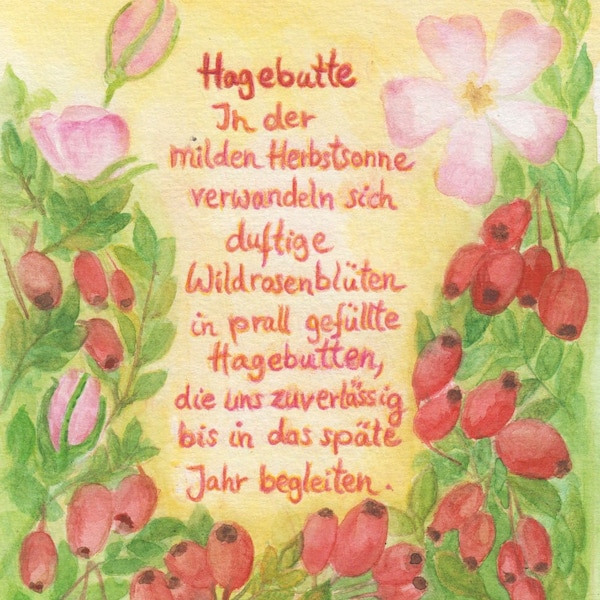 Postkarte | Hagebutte | Wildrose | Wildblume | Pflanzenkunde | Geburtstag | Jahreszeitentisch | Waldorf | Natur | poetischer Text | Aquarell