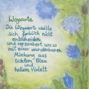 Postkarte | Wegwarte | Wildblume | Pflanzenkunde | Violett Blau | Jahreszeitentisch | kleines Geschenk | Waldorf | handgemalt | poetisch |