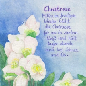 Postal | Rosa de navidad Flor silvestre | Tarjeta de cumpleaños de invierno | Mesa de temporada | Waldorf | pintado a mano | Ilustración | tarjeta de Navidad