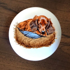 May include: A brown and tan dachshund dog is sleeping in a brown woven nest with a blue pillow. The dog is curled up on the pillow with its head resting on its paws.