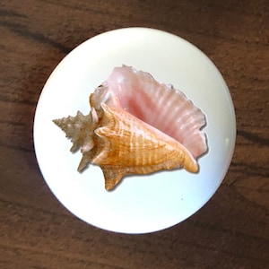 May include: A pink and brown seashell with a spiral pattern. The shell is on a white background.