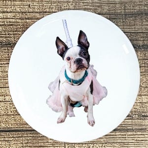 May include: A Boston Terrier dog wearing a pink tutu and a unicorn horn on a white plate. The dog has black and white markings, a teal collar, and is looking directly at the camera. The plate is on a wooden surface.
