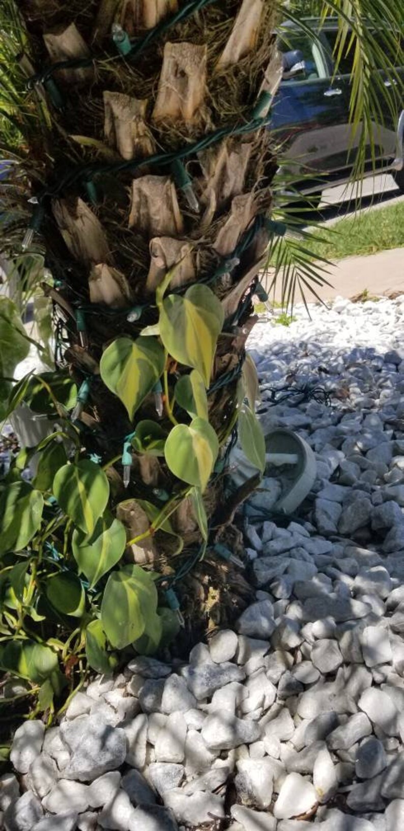 Brasil philodendron cutting. image 1