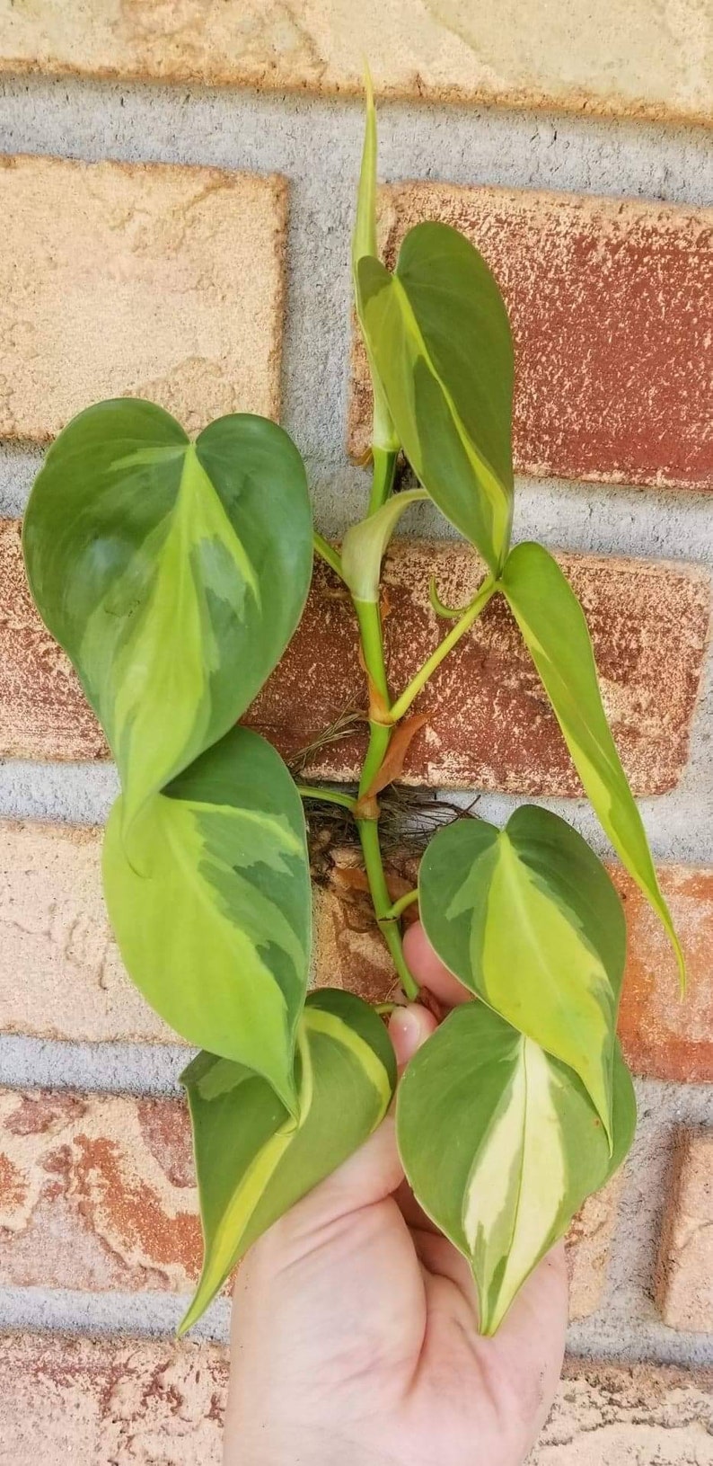 Brasil philodendron cutting. image 0