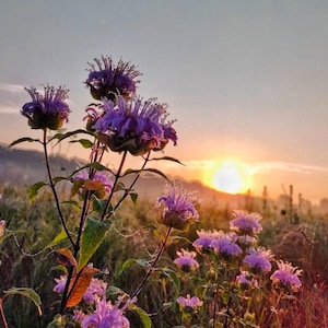 Heirloom Wild Bergamot Seeds - Bee Balm - Monarda Fistulosa - Native Wildflower Seeds