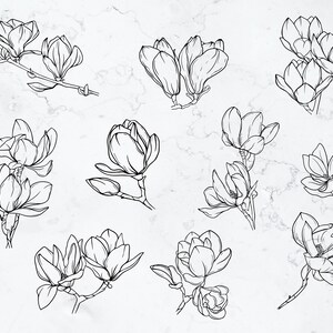 K&ouml;nnte beinhalten: Ein Set mit 12 Schwarzwei&szlig;-Linienzeichnungen von Magnolienbl&uuml;ten. Die Blumen sind realistisch gezeichnet und eignen sich perfekt f&uuml;r eine Vielzahl von kreativen Projekten.