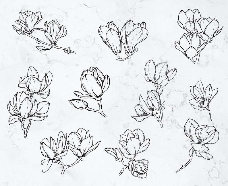 K&ouml;nnte beinhalten: Ein Set mit 12 Schwarzwei&szlig;-Linienzeichnungen von Magnolienbl&uuml;ten. Die Blumen sind realistisch gezeichnet und eignen sich perfekt f&uuml;r eine Vielzahl von kreativen Projekten.