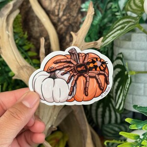 May include: A sticker featuring a cartoon tarantula on an orange pumpkin and a white pumpkin. The tarantula is brown and black. The pumpkins are outlined in black. The sticker is held by a hand.