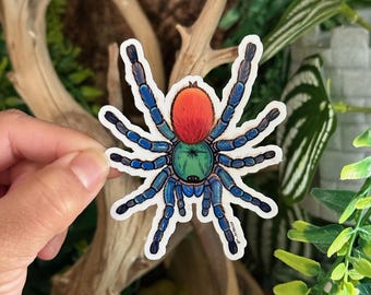 Greenbottle Blue Tarantula (GBB) Sticker