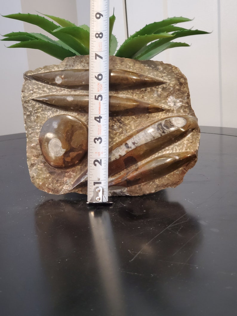 Metal Display Stand INCLUDED Specimen Metaphysical Healing Home Decor Large 4 Orthoceras /& Ammonite Fossil Brown Slab Plate 8.5 x 7.5