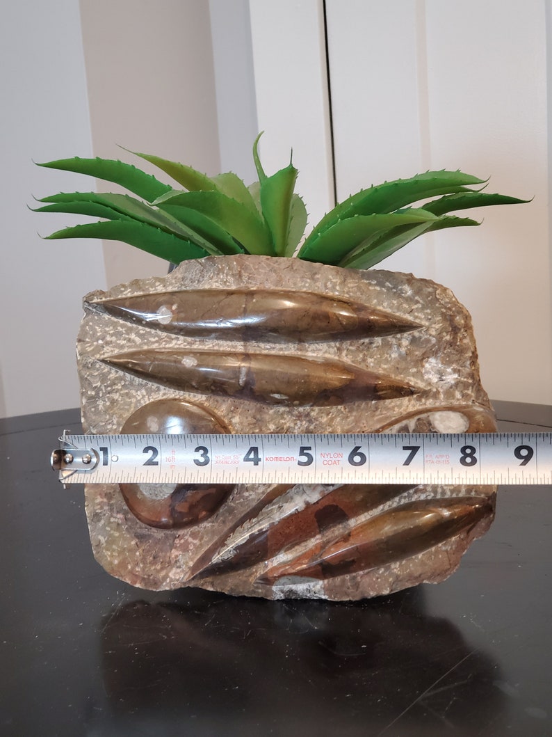 Metal Display Stand INCLUDED Specimen Metaphysical Healing Home Decor Large 4 Orthoceras /& Ammonite Fossil Brown Slab Plate 8.5 x 7.5