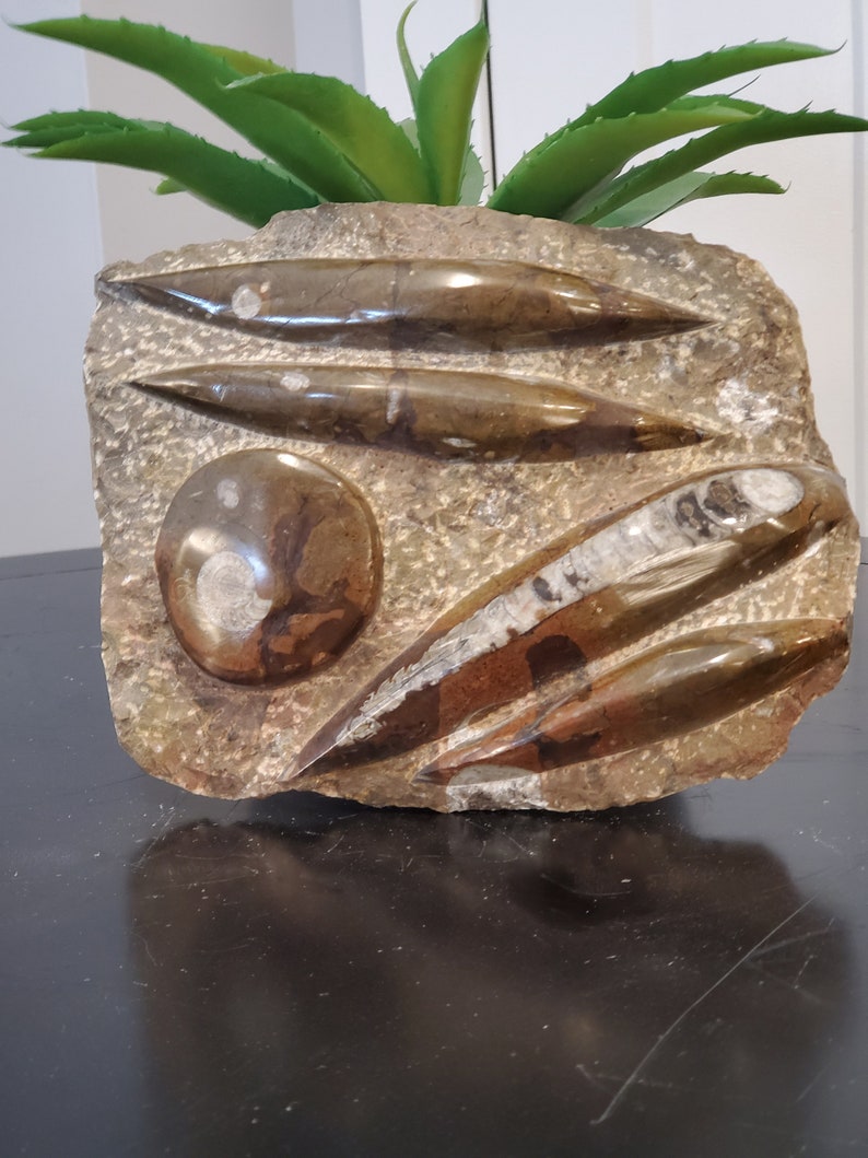 Metal Display Stand INCLUDED Specimen Metaphysical Healing Home Decor Large 4 Orthoceras /& Ammonite Fossil Brown Slab Plate 8.5 x 7.5