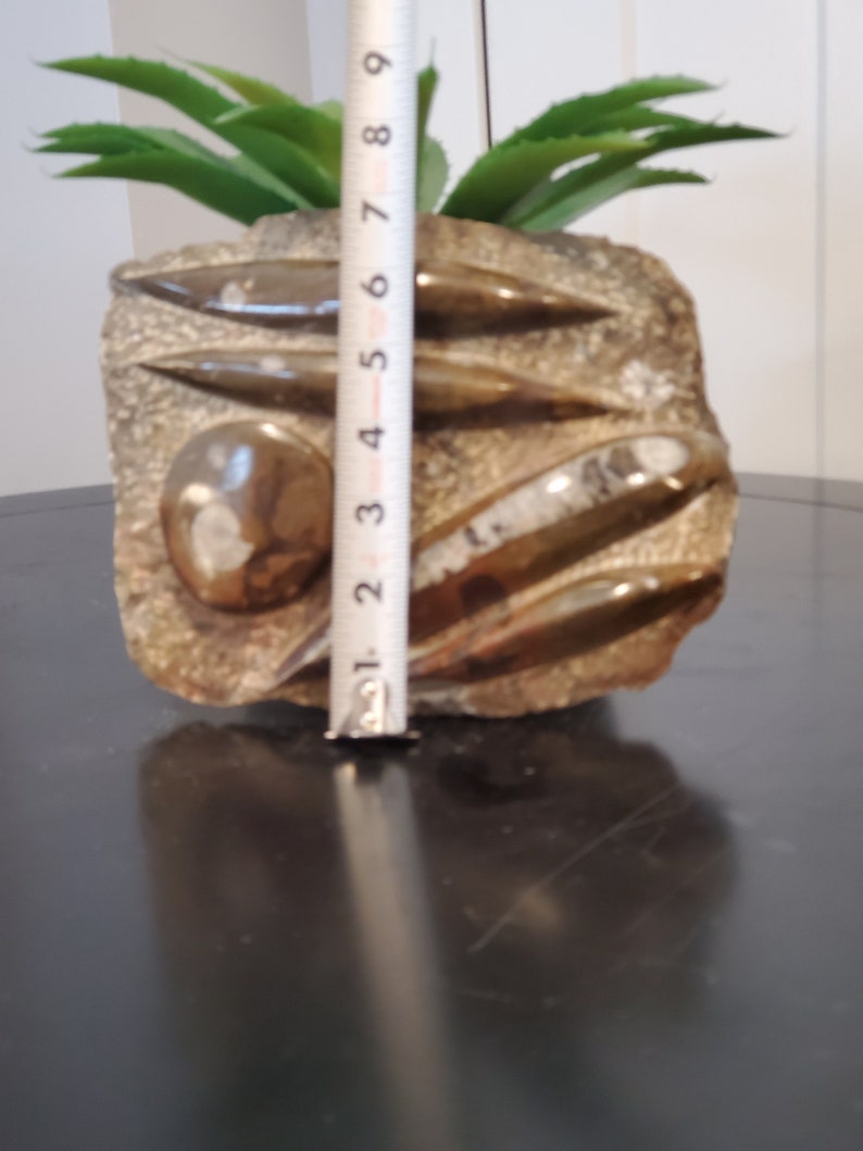 Metal Display Stand INCLUDED Specimen Metaphysical Healing Home Decor Large 4 Orthoceras /& Ammonite Fossil Brown Slab Plate 8.5 x 7.5