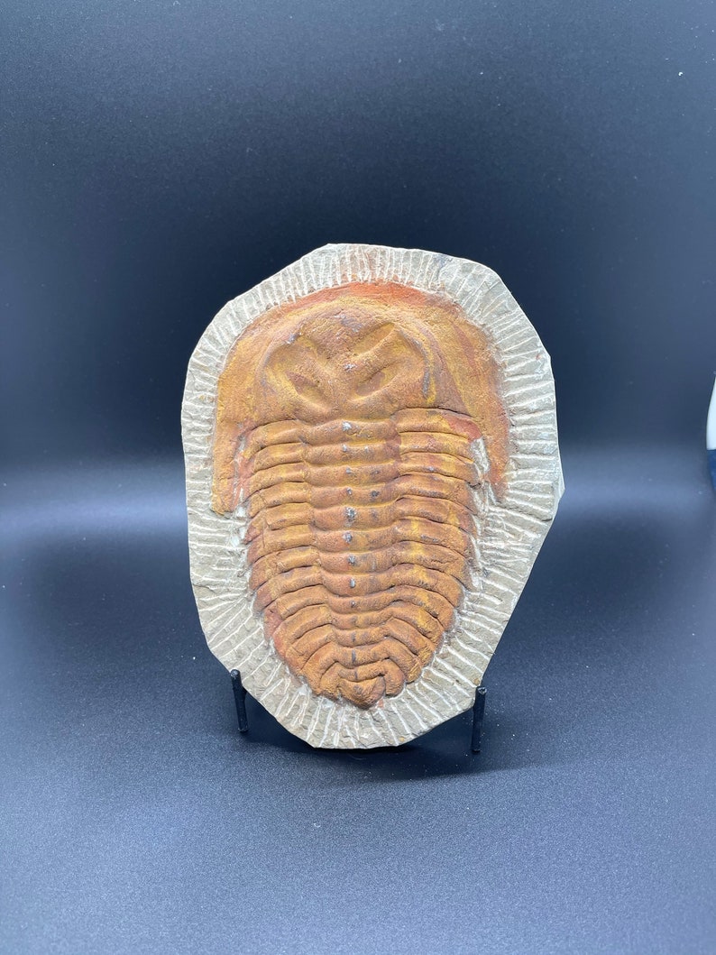 Large Paradoxides SP Trilobite Fossil Plate 100% Authentic from Large Paradoxides SP Trilobite Fossil Plate 100% Authentic from