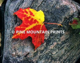 Fall Color Maple Leaf Close Up | Printable Digital Download for Affordable Wall Art | Scenic Autumn Trees Photo