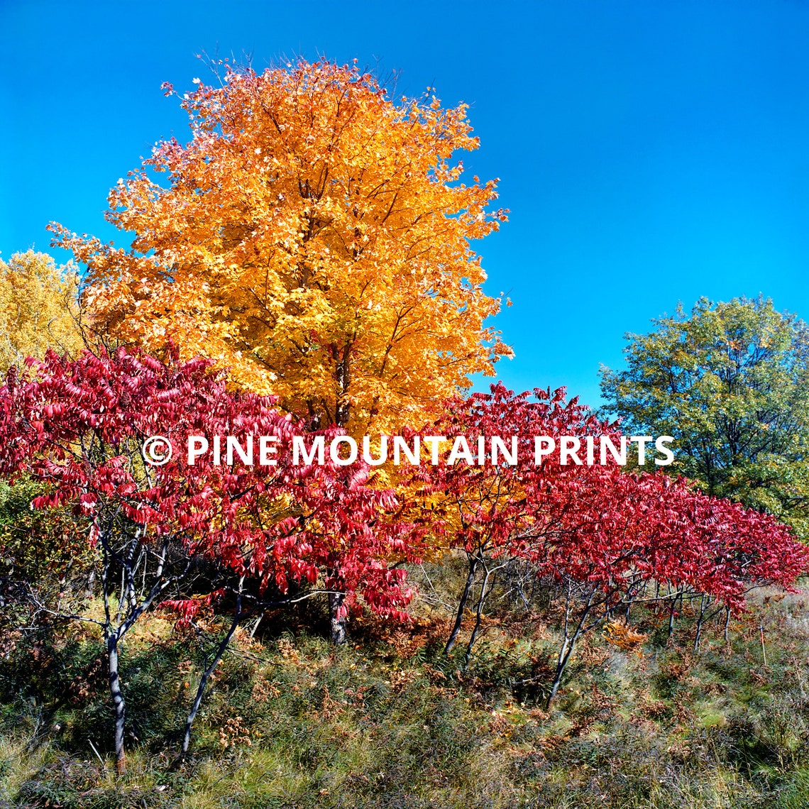 Yellow Maple and Red Sumac Fall Color | Printable Digital Download for ...