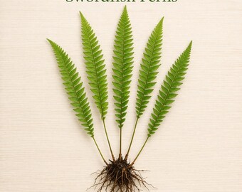 Plantas de helecho espada a raíz desnuda – Juego de 5 / Helechos de bosque / Favorito para jardines de sombra / Polystichum munitum