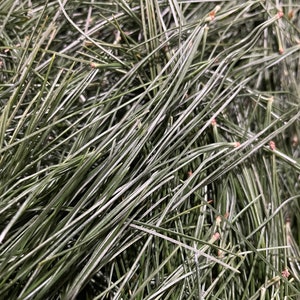 Dried Eastern White Pine Needles | 2 oz.  | Herbs | Naturally Grown | Wildcrafted | NC, USA Farm