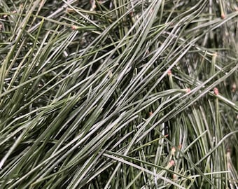 Agujas de pino blanco del este secas / 56 g / Hierbas / Cultivadas naturalmente / Recolectadas silvestres / Granja en Carolina del Norte, EE. UU.
