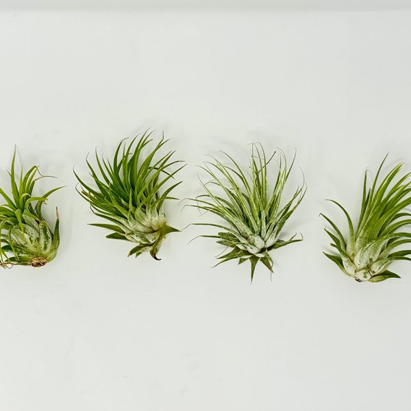 Live Air Plant  | Perfect Easy Care Gift | Tillandsia Ionantha