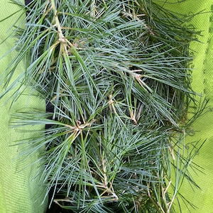 May include: A close-up of a bunch of green pine needles in a green fabric bag.