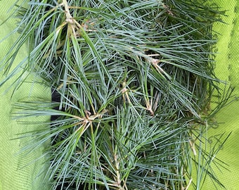 Blue Ridge Mountains Pine Needle Tips- 2 oz.