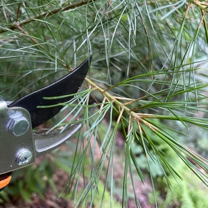 May include: Close-up of a pair of pruning shears cutting a green pine branch. The shears have a black blade and a green handle.