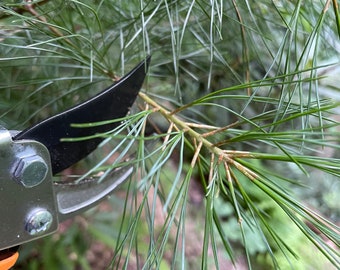 Blue Ridge Mountains Pine Needle Tips- 2 onzas