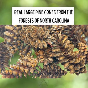 Natural Dried Eastern White Pine Cones | Rustic Home Decor | Craft Supplies | Wedding Decor | DIY Wreaths & Ornaments | Bulk Options