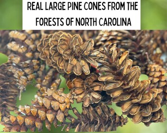 14 Natural Dried Eastern White Pine Cones: Rustic Wedding & Craft Decor