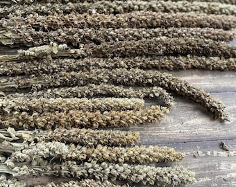 Dried Mullein Stalk Head | Crafts, Decor, Wild Harvested