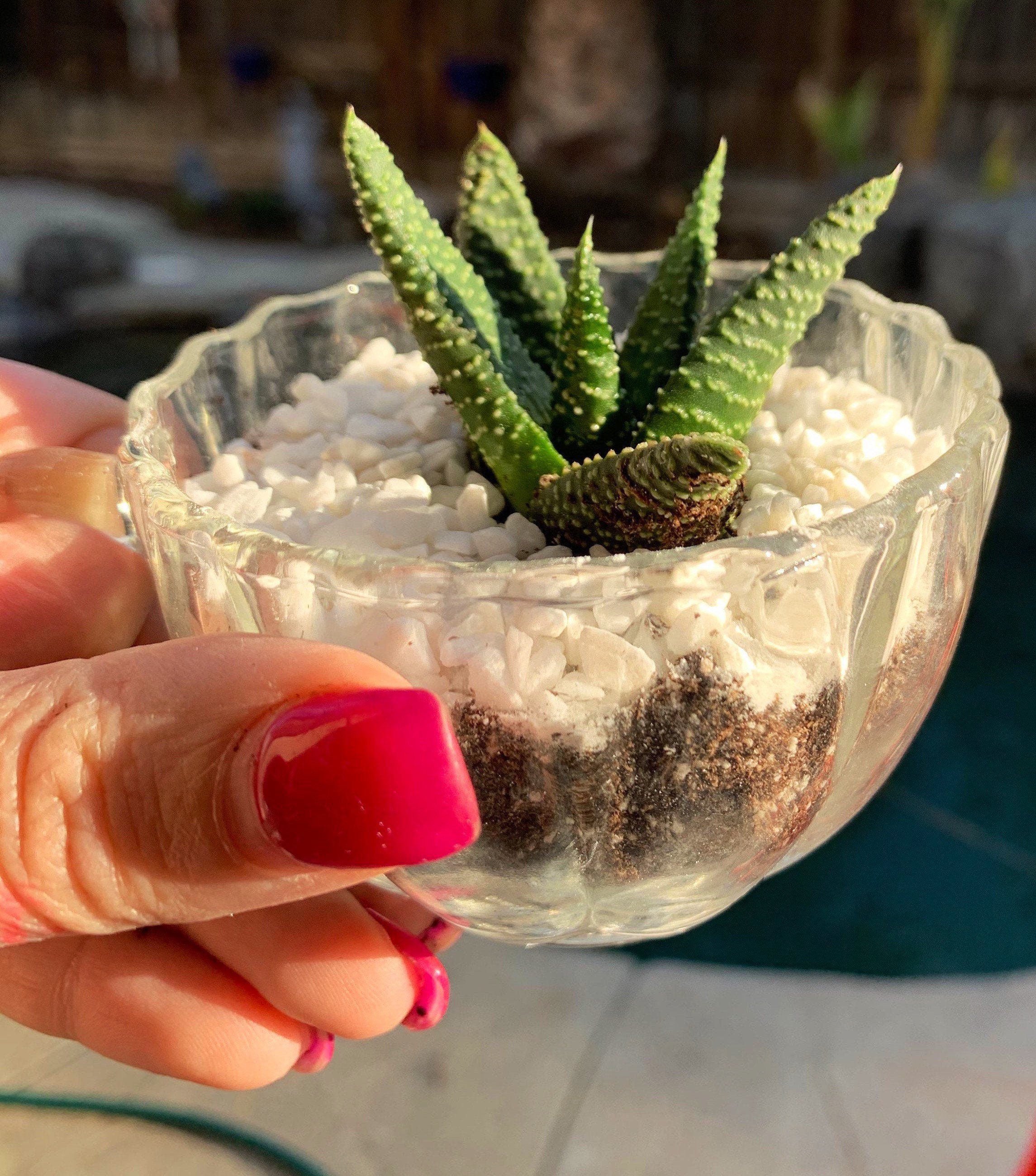 Succulent tea cup pot Plant with me box Etsy