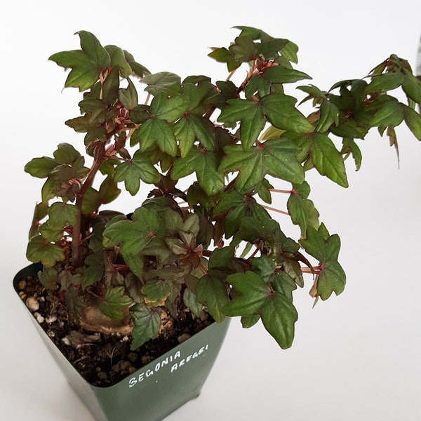 Begonia Dregei 'Partita' Caudex Plant