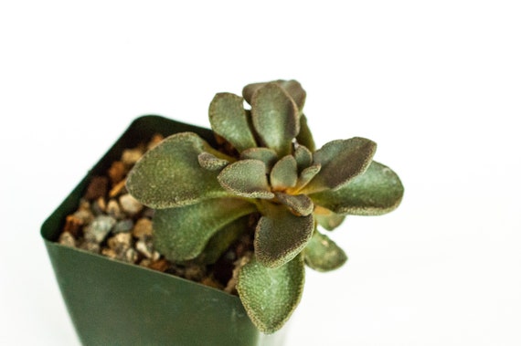 Adenia Venenata 20 Seeds Caudiciform Succulent