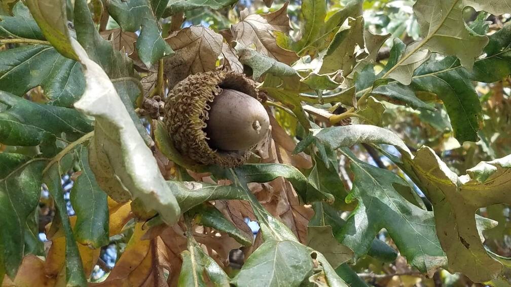 15 Large Bur Oak Acorns Texas no caps Acorn Seeds Plant Etsy
