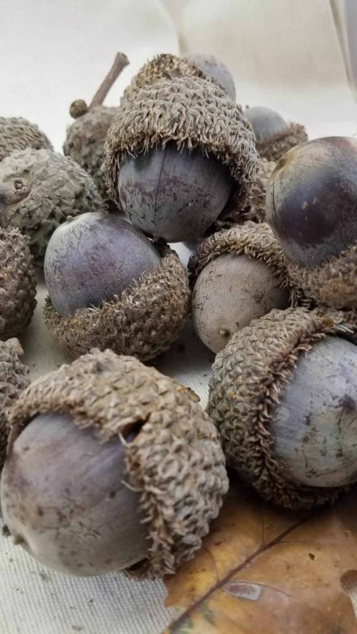 15 Large Bur Oak Acorns without caps from Texas Acorn Seeds Etsy