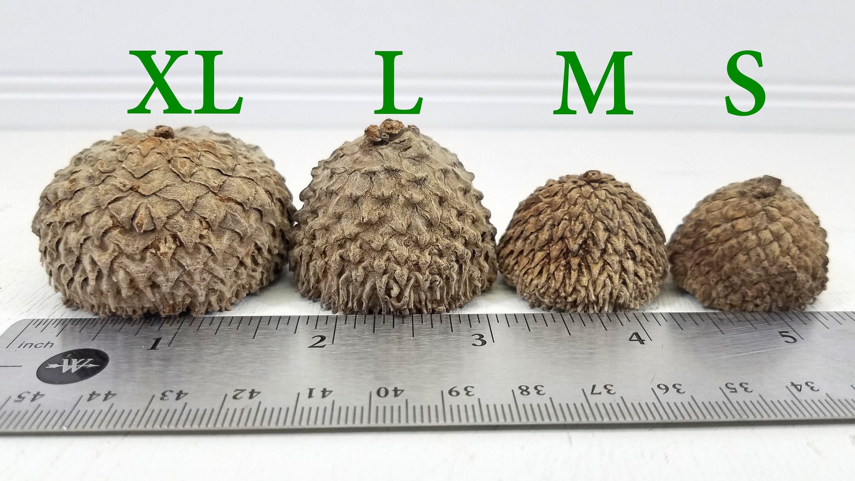 XL Real Bur Oak Acorn Caps - Craft Ready: DIY Felted Acorns, Fall Win…