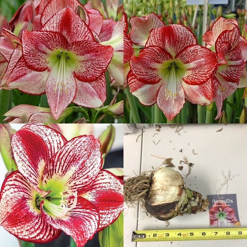 Jumbo Amaryllis Flamenco Queen Bulbs Dutch Hippeastrum Bright Etsy