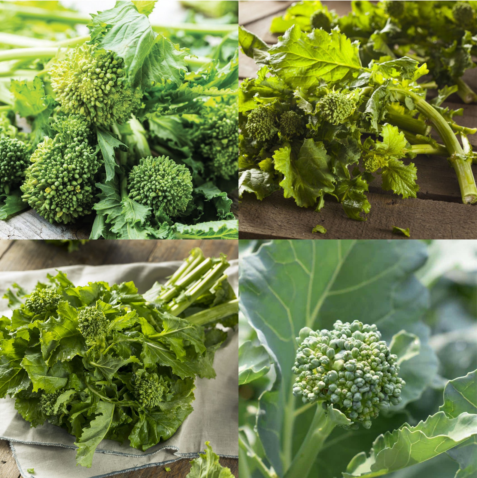 Broccoli Raab Rabe Spring Rapin Brassica rapa var. Ruvo Etsy