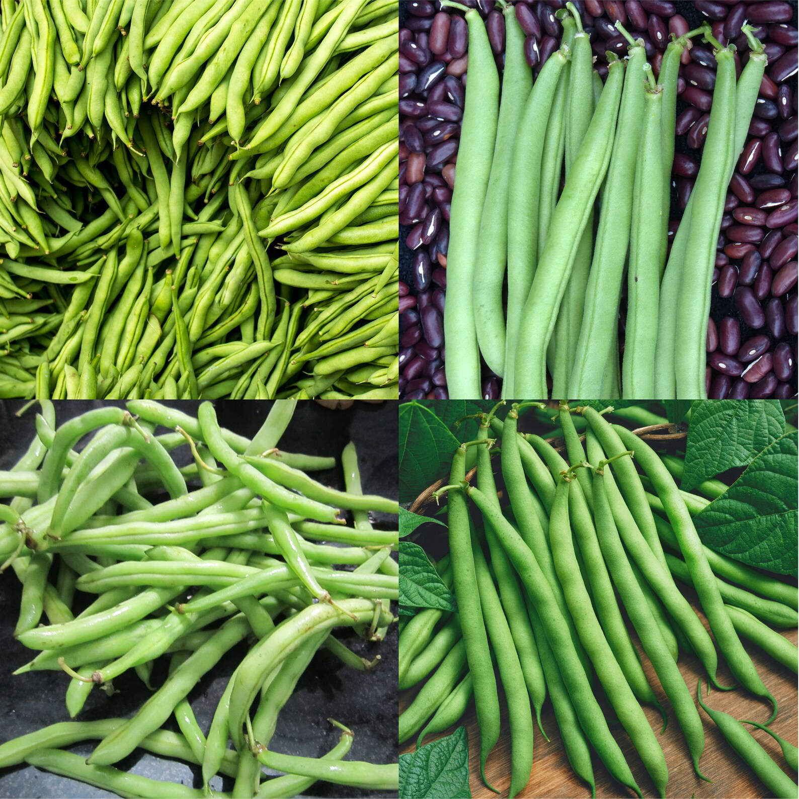 Provider Green Bush Bean / Phaseolus Vulgaris 5 gram Seeds Etsy