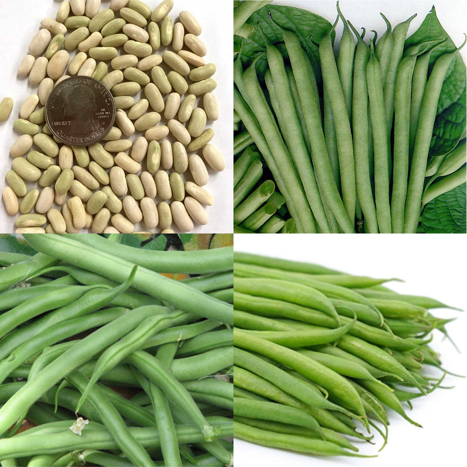 Petite Filet French Bean / Classic petite French filet bean Etsy