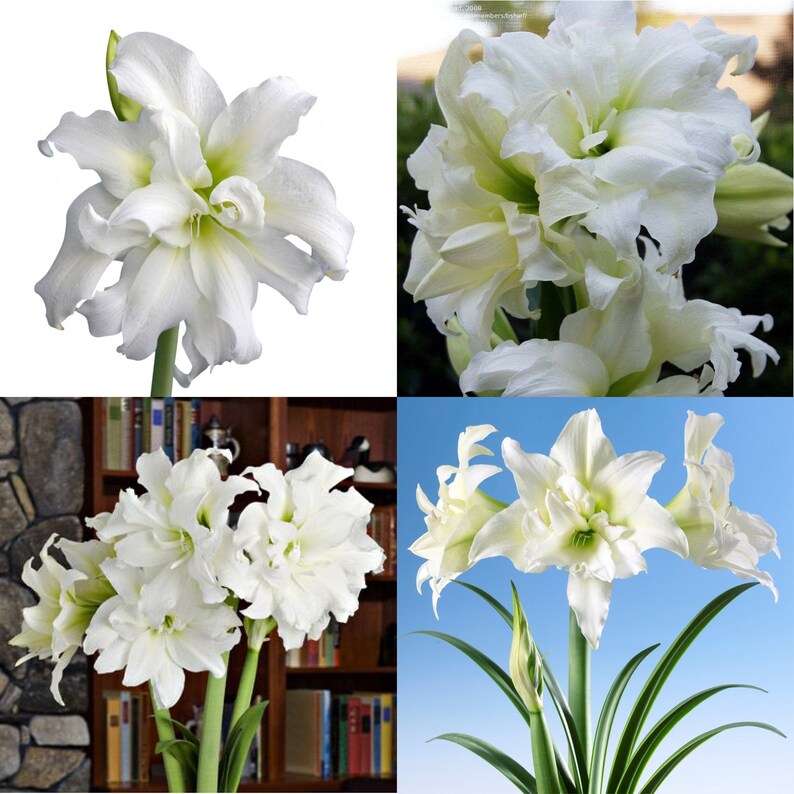 1 Large Bulb Amaryllis Ice Queen Peruvian Hippeastrum Sz 28/30 | Etsy