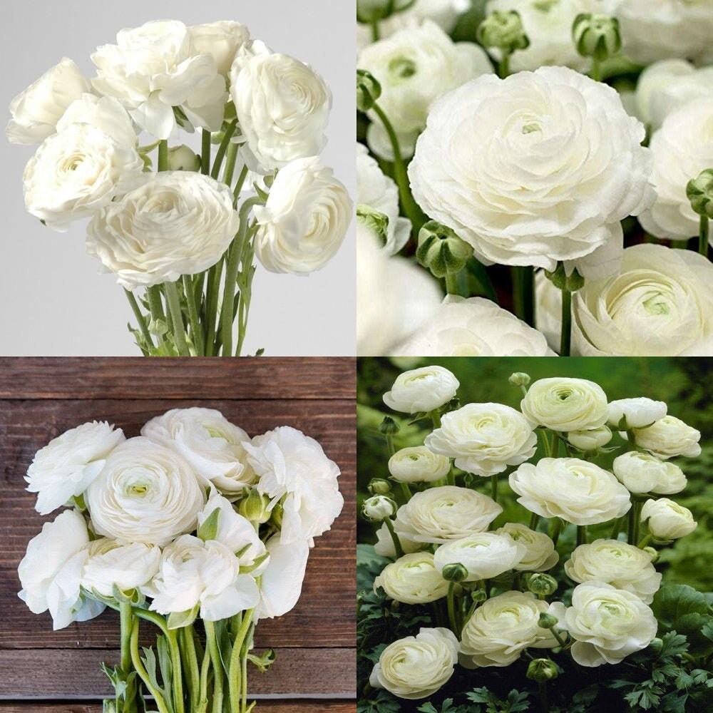 White Ranunculus Flower Bulbs, White Persian buttercup corms, White f…