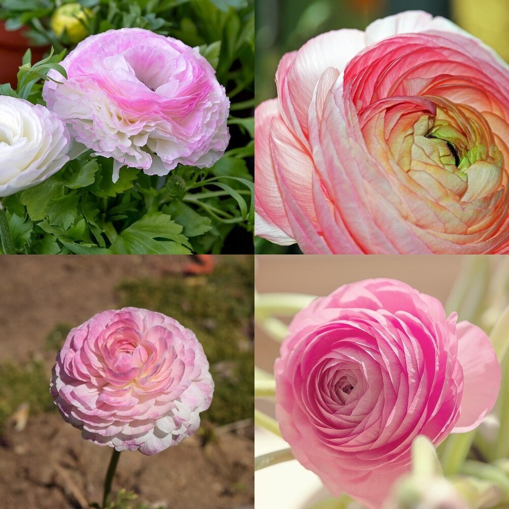 Ranunculus Picotee Pink Bulbs, Persian buttercup corms, Pink fully do…