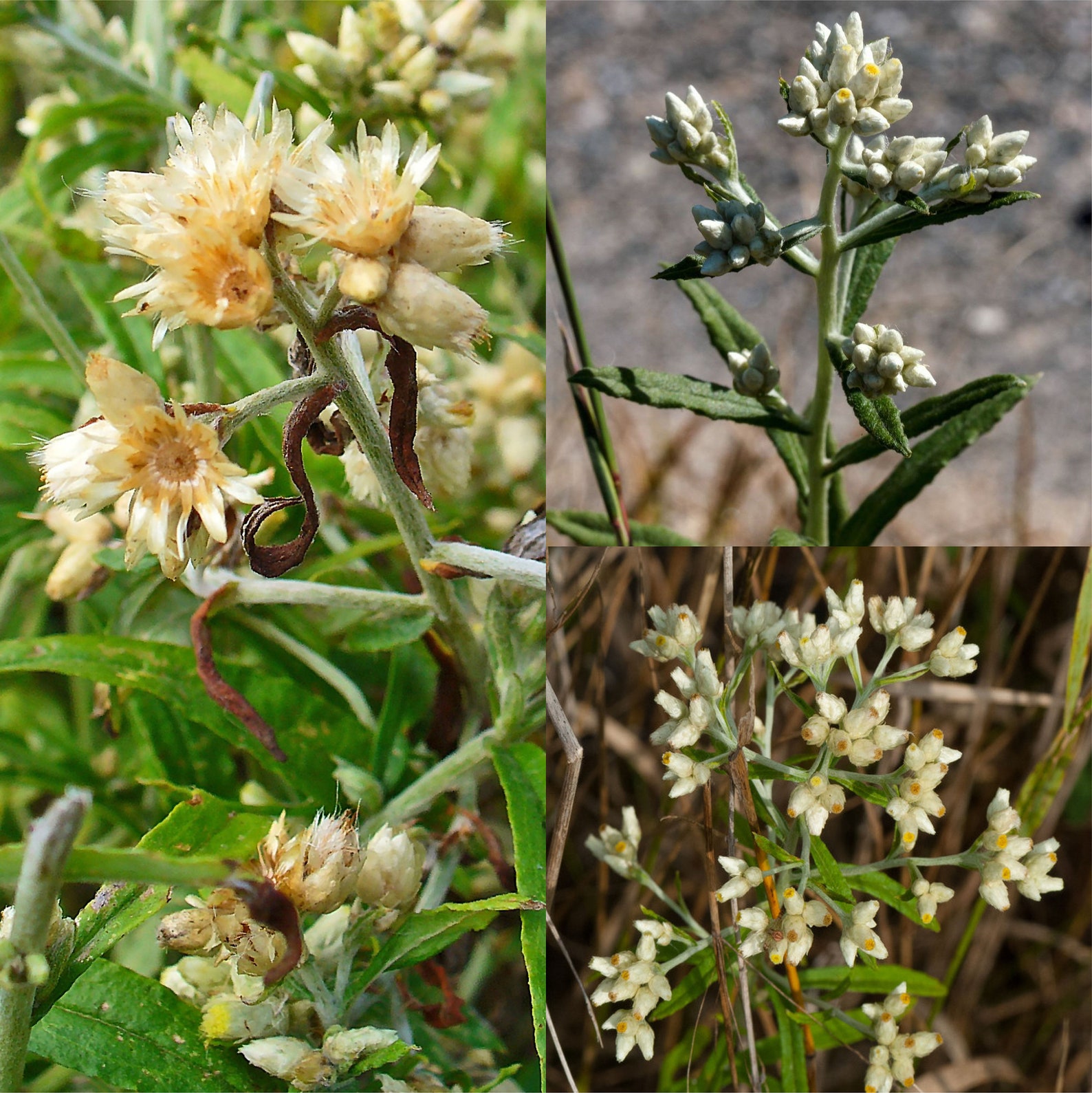 Sweet Everlasting / Rabbit tobacco Pseudognaphalium Etsy