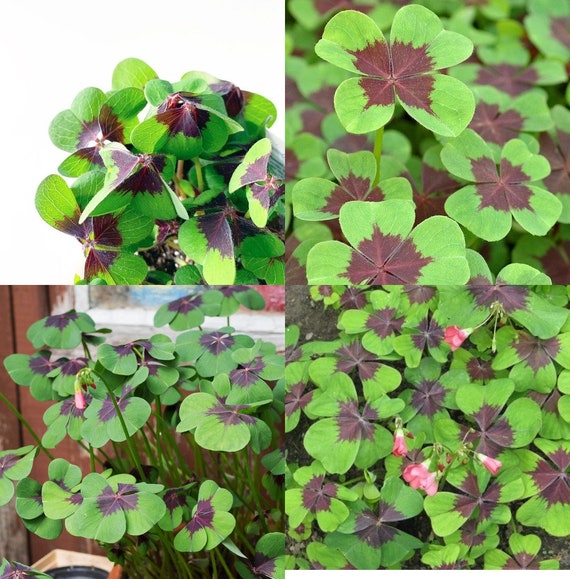 Oxalis Iron Cross Bulbs Lucky Clover Good Luck Plant Green Etsy
