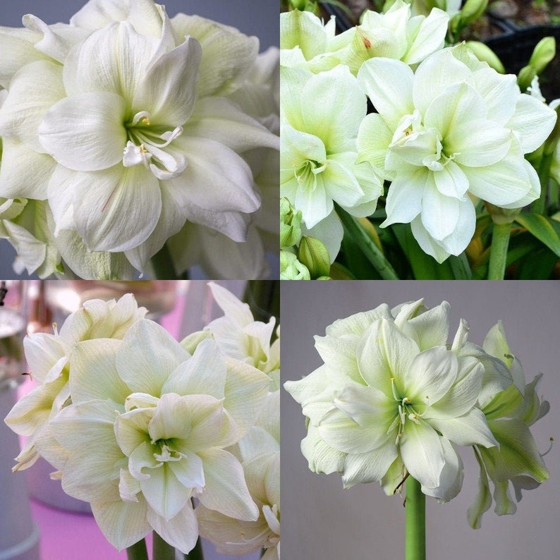 Amaryllis Marilyn Jumbo Bulbs Double Large Hippeastrum Bulbs Etsy